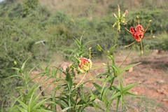 Gloriosa superba